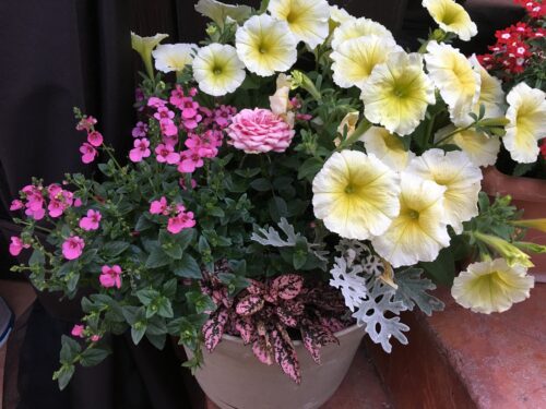 Photo of an outdoor planter with mixed flowers in it