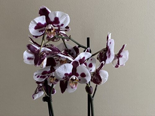 Photo of white and purple orchids