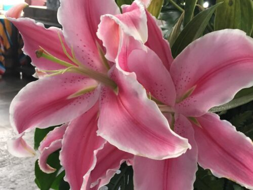 Photo of large pink lilies