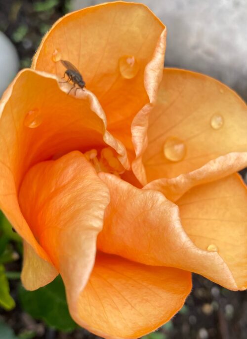 Peach colored hibiscus flower with fly on petal