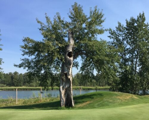 A painting of a roughly grown tree on a golf course