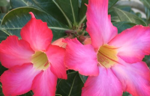 A painting of a tropical pink Mandevilla blooms on a pale green background