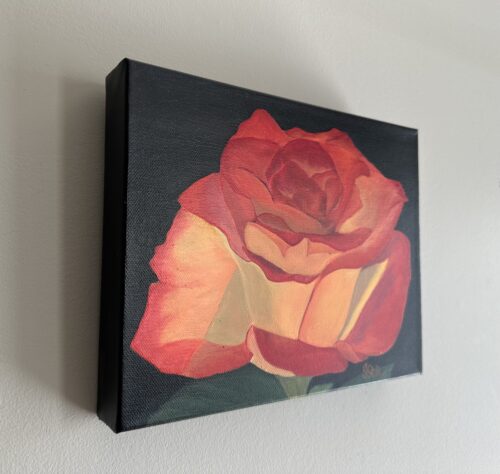 A painting of a beautiful red and orange rose bloom on a dark background